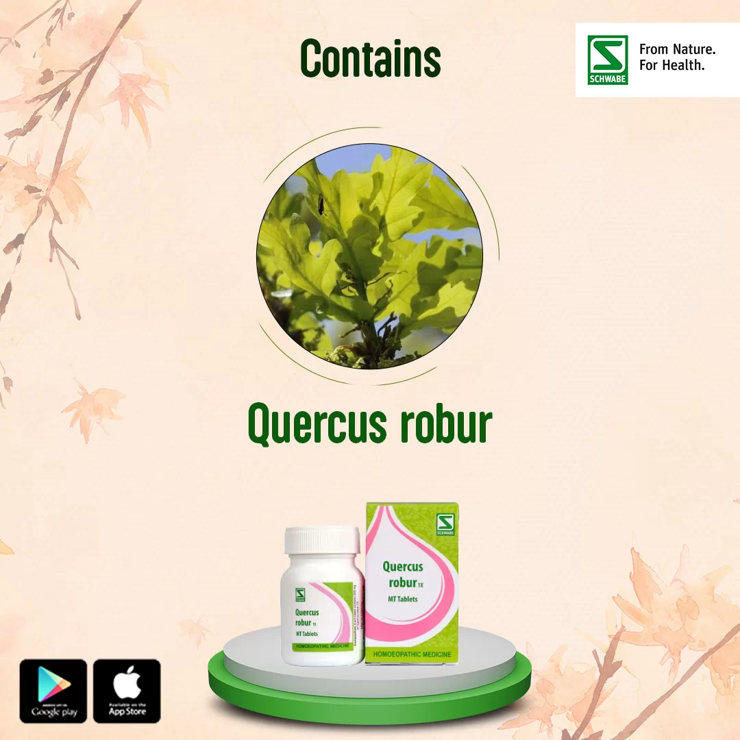 Quercus robur 1x - Image 4