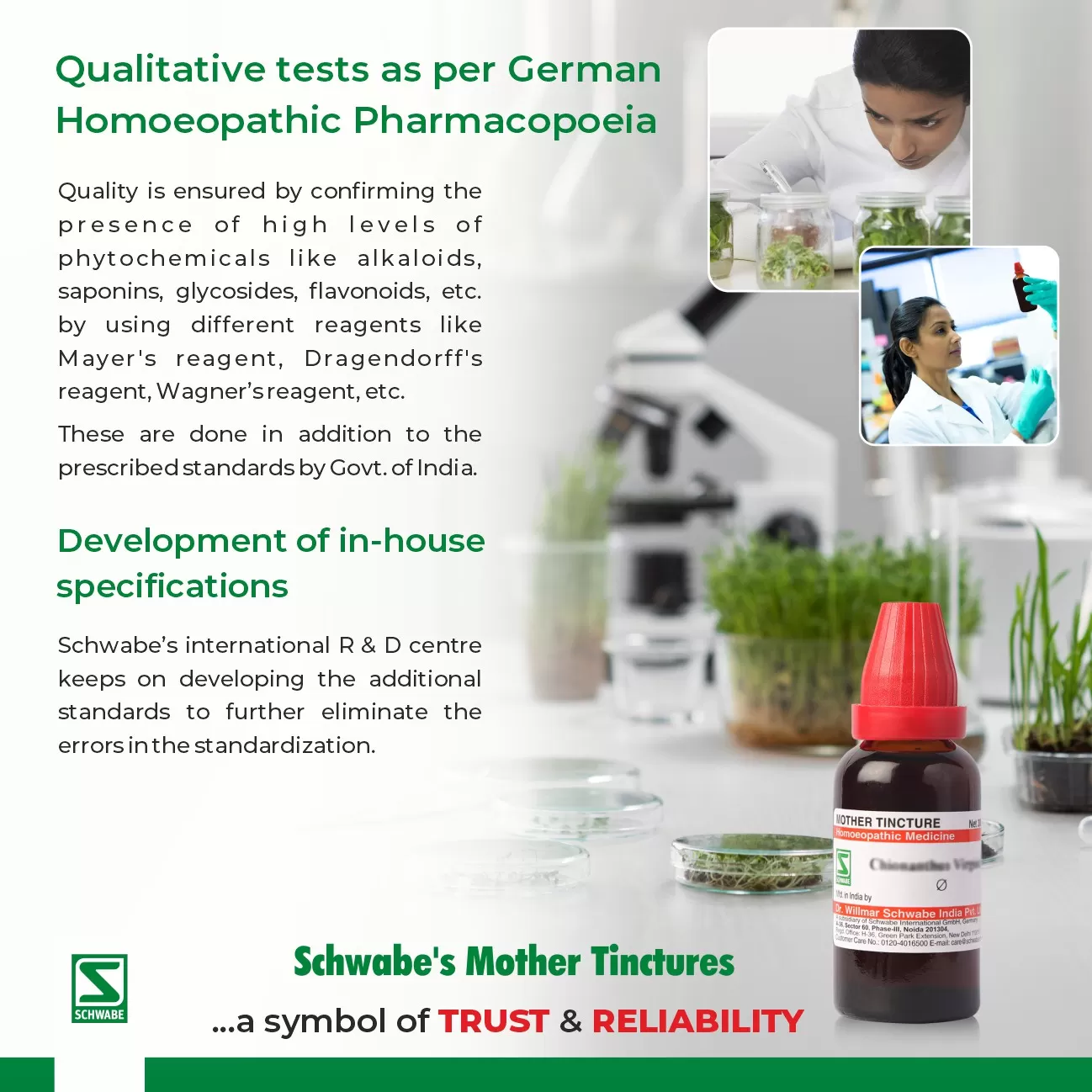 Cephalandra indica MT - Image 5